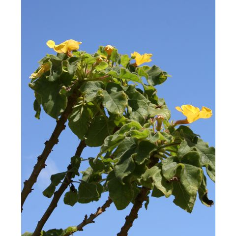Uncarina grandidieri
