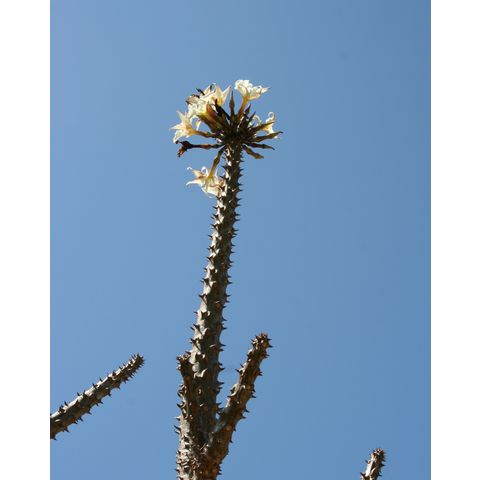 Pachypodium rutenbergianum

