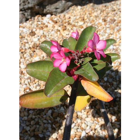 Adenium arabicum

