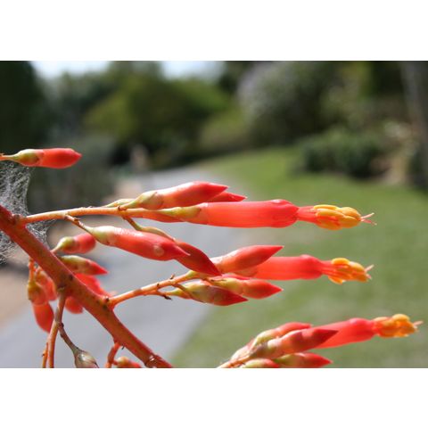 Fouquieria splendens
