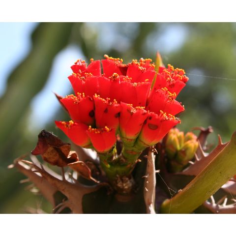 Euphorbia viguieri
