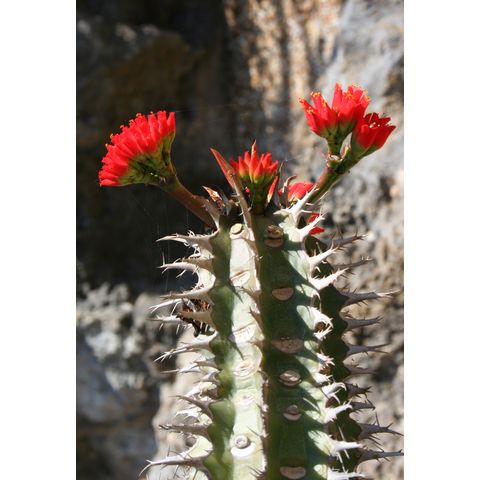Euphorbia viguieri
