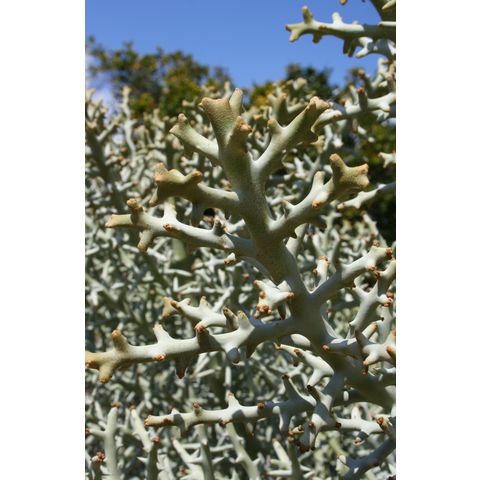 Euphorbia stenoclada
