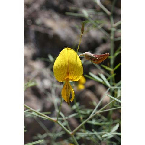 Crotalaria sp.
