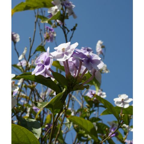 Brunfelsia grandiflora

