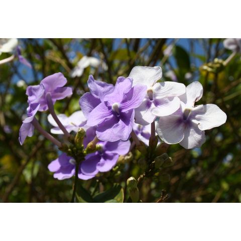 Brunfelsia grandiflora
