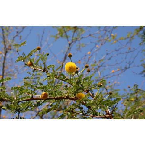 Acacia pinetorum

