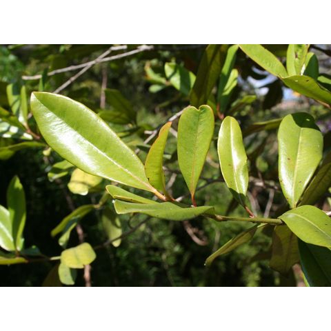 Pimenta racemosa
