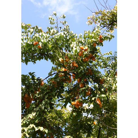 Averrhoa carambola
