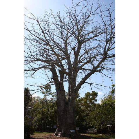 Adansonia digitata
