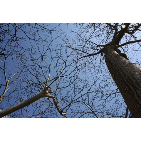 Chorisia speciosa
