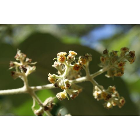 Buddleja cordata
