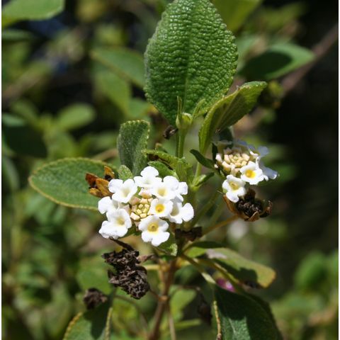 Lantana involucrata
