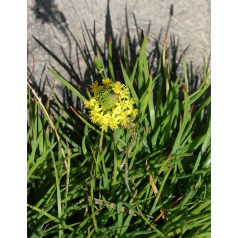 Bulbine frutescens

