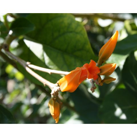 Juanulloa mexicana
