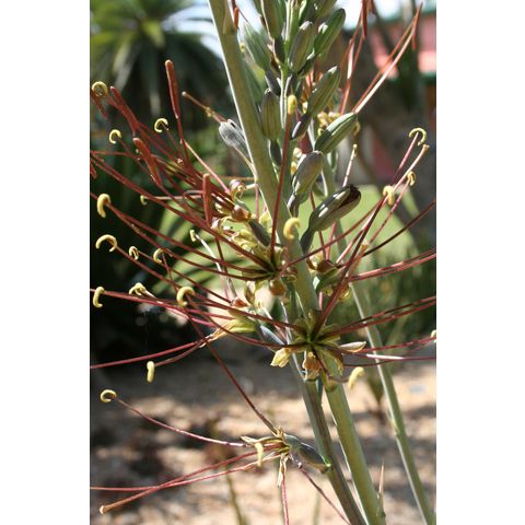 Manfreda variegata
