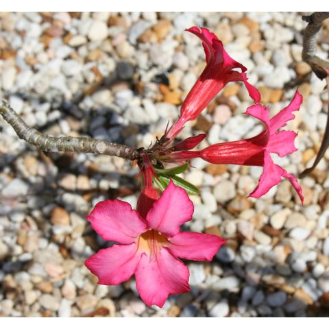Adenium obesum
