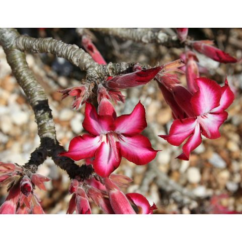 Adenium obesum
