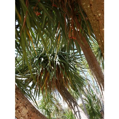 Dracaena draco
