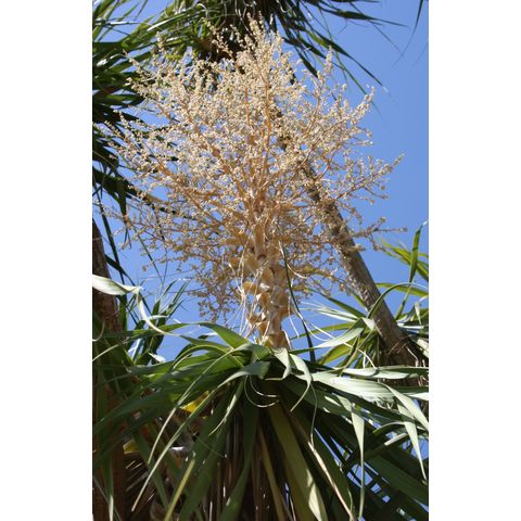 Beaucarnea pleabilis
