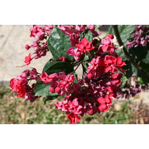 Clerodendrum thompsoniae 'Delectum'

