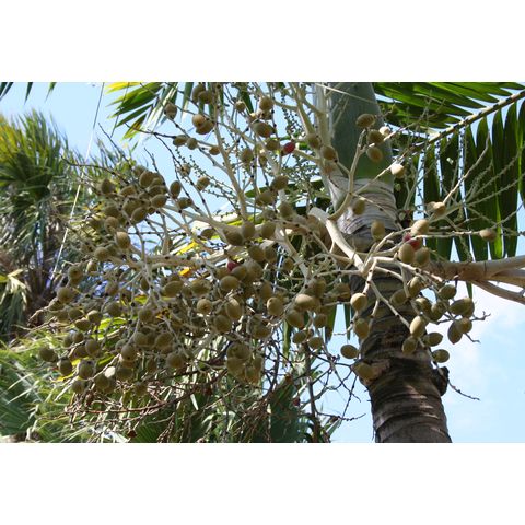 Veitchia arecina

