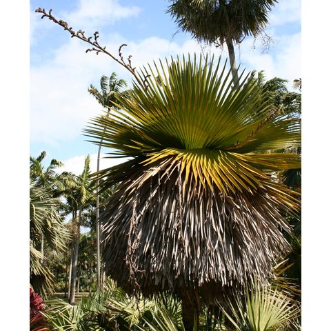 Copernicia macroglossa
