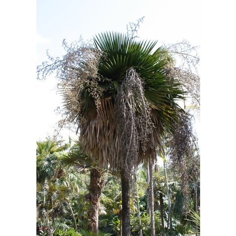 Copernicia x burretiana
