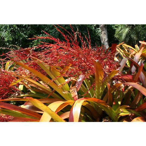 Aechmea blanchetiana
