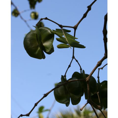 Bulnesia arborea
