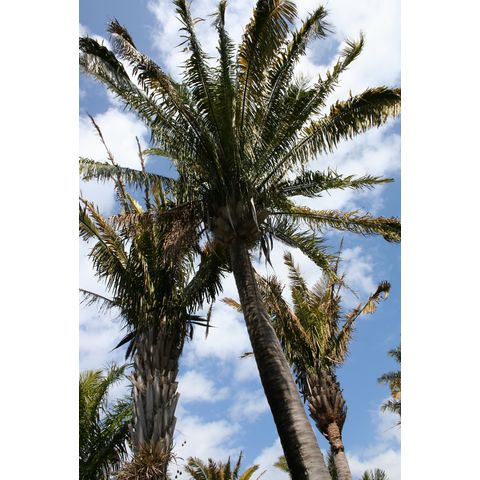 Attalea butyracea
