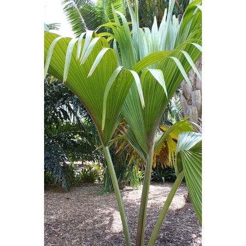 Lodoicea maldivica
