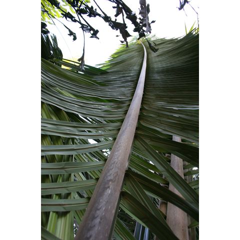 Attalea amygdalina

