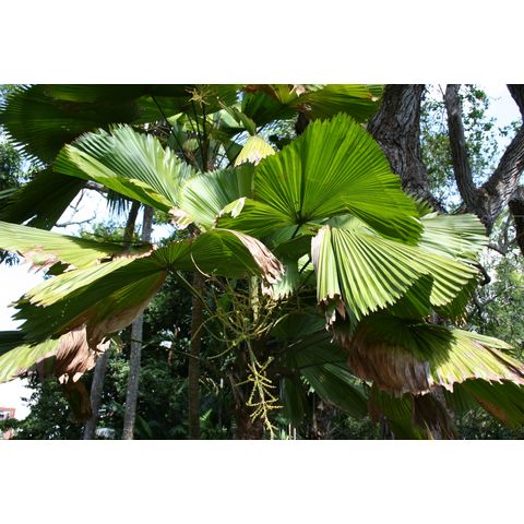 Licuala grandis
