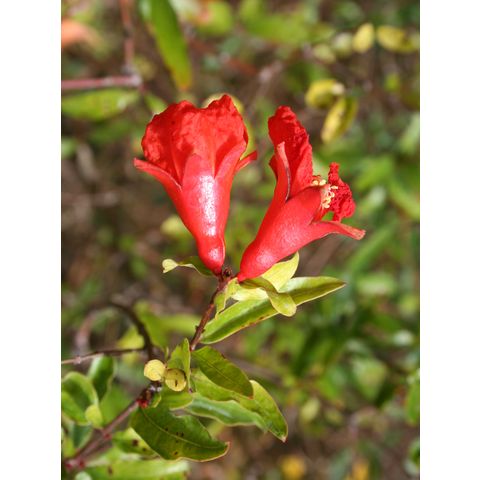 Punica granatum 'Nana'
