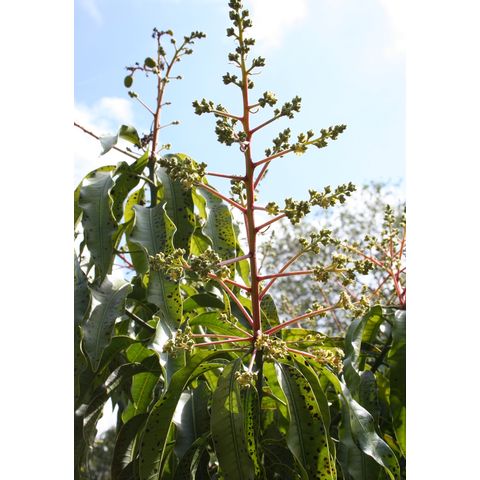 Mangifera indica
