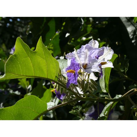 Solanum wrightii
