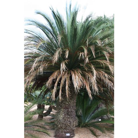 Macrozamia moorei
