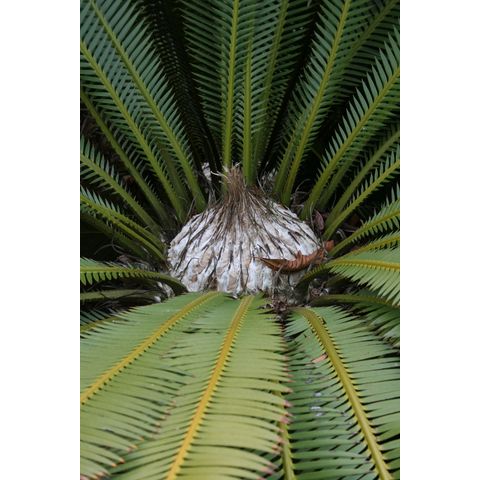Dioon edule

