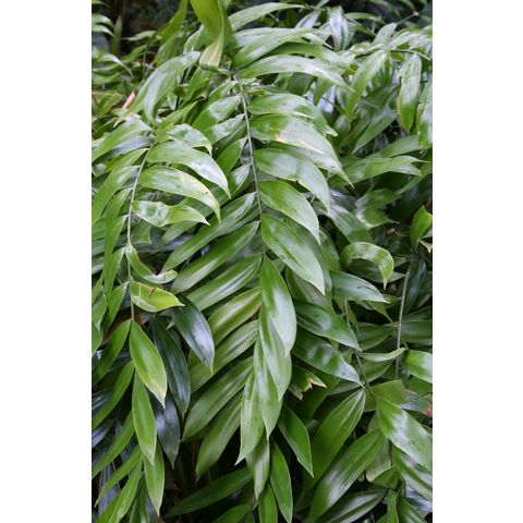 Zamia tuerckheimii
