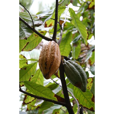 Theobroma cacao
