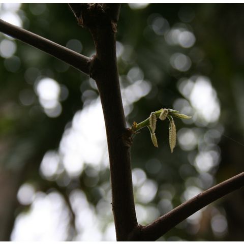 Theobroma cacao
