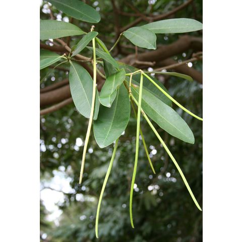 Alstonia scholaris
