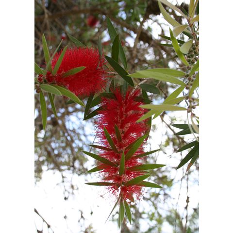 Melaleuca viminalis 'Scarlet O'Hara'
