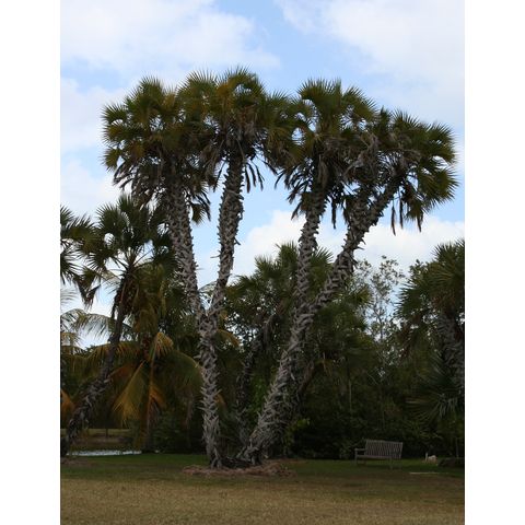 Hyphaene dichotoma
