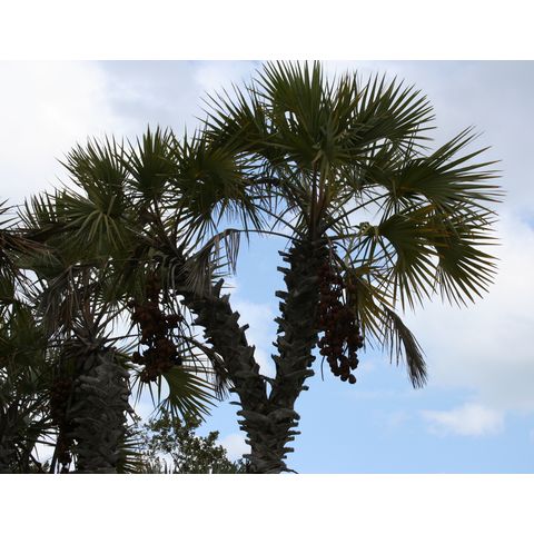 Hyphaene dichotoma
