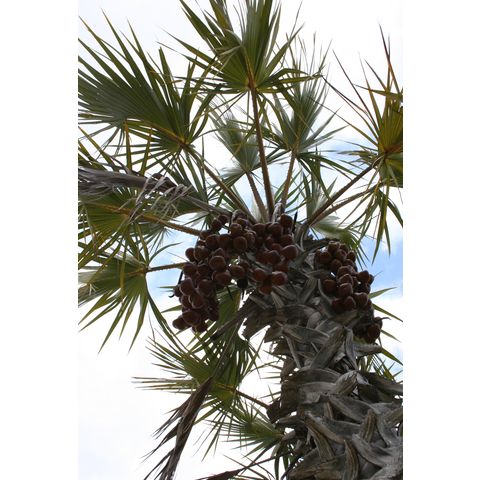 Hyphaene dichotoma
