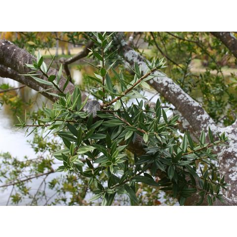 Jacquinia aurantiaca
