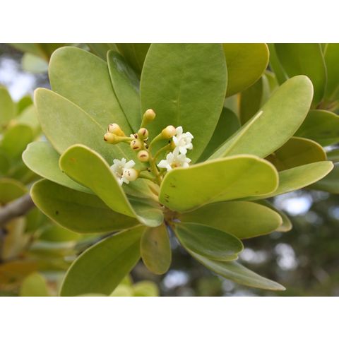 Jacquinia armillaris
