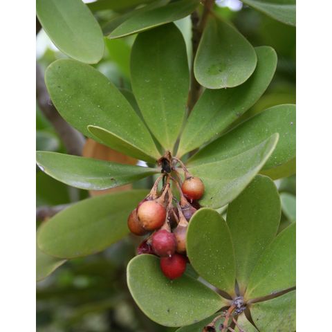 Jacquinia armillaris

